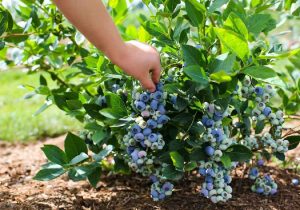 Голубика садовая: посадка, выращивание, уход | Женский журнал